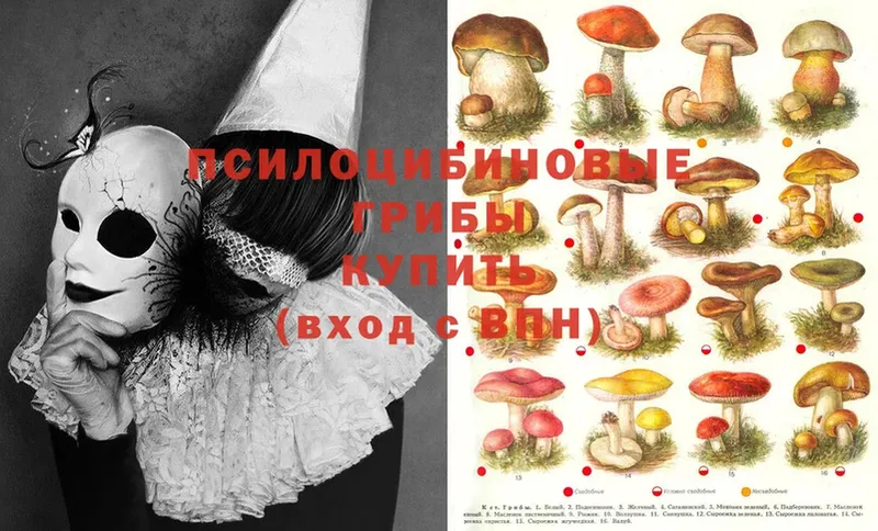 Псилоцибиновые грибы Magic Shrooms  Киреевск 